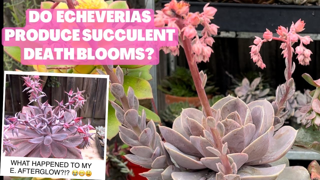 Do ECHEVERIAS produce DEATH BLOOMS/ TERMINAL FLOWERS?