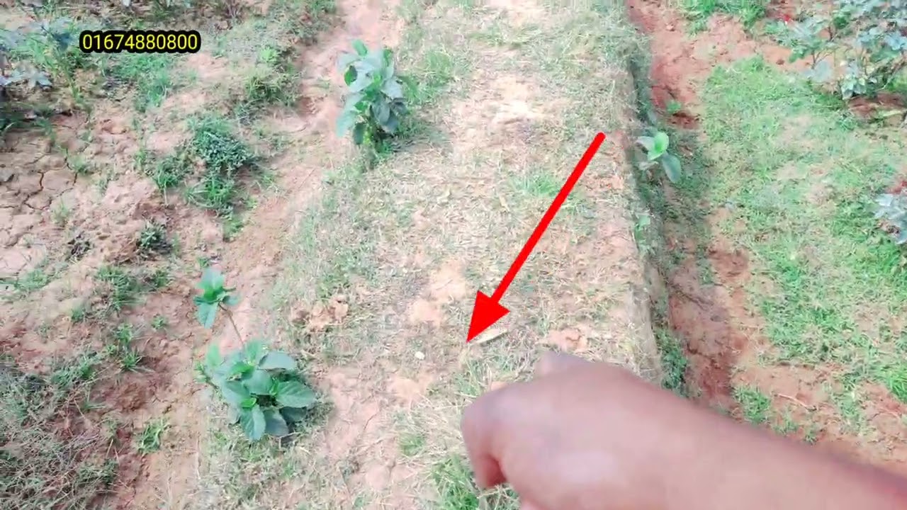 পানির দামে সাভার থানা বনগ্রাম ইউনিয়নে সরকারি রাস্তার সাথে ১৫+৬ শতাংশ দুটি প্লট বিক্রয় করা হবে।