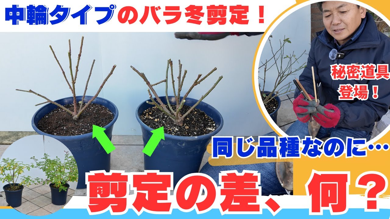 【レヴリ②】どこで切る？割りばし？鉛筆？中輪バラの冬剪定