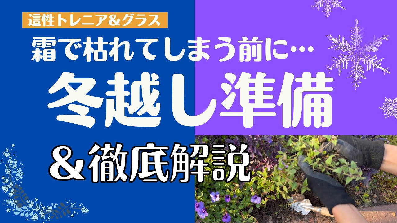 《今ならまだ間に合う！植物の冬越し》実演解説！株分け～ポット上げ冬越し方法／冬越し成功の秘訣・注意点／防寒対策・耐寒性を高める為にできること