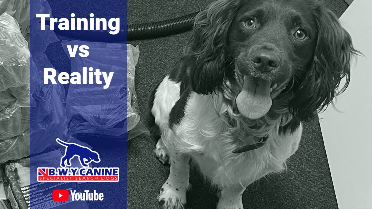 Training vs Reality. A detection dog blog by Stu Phillips
