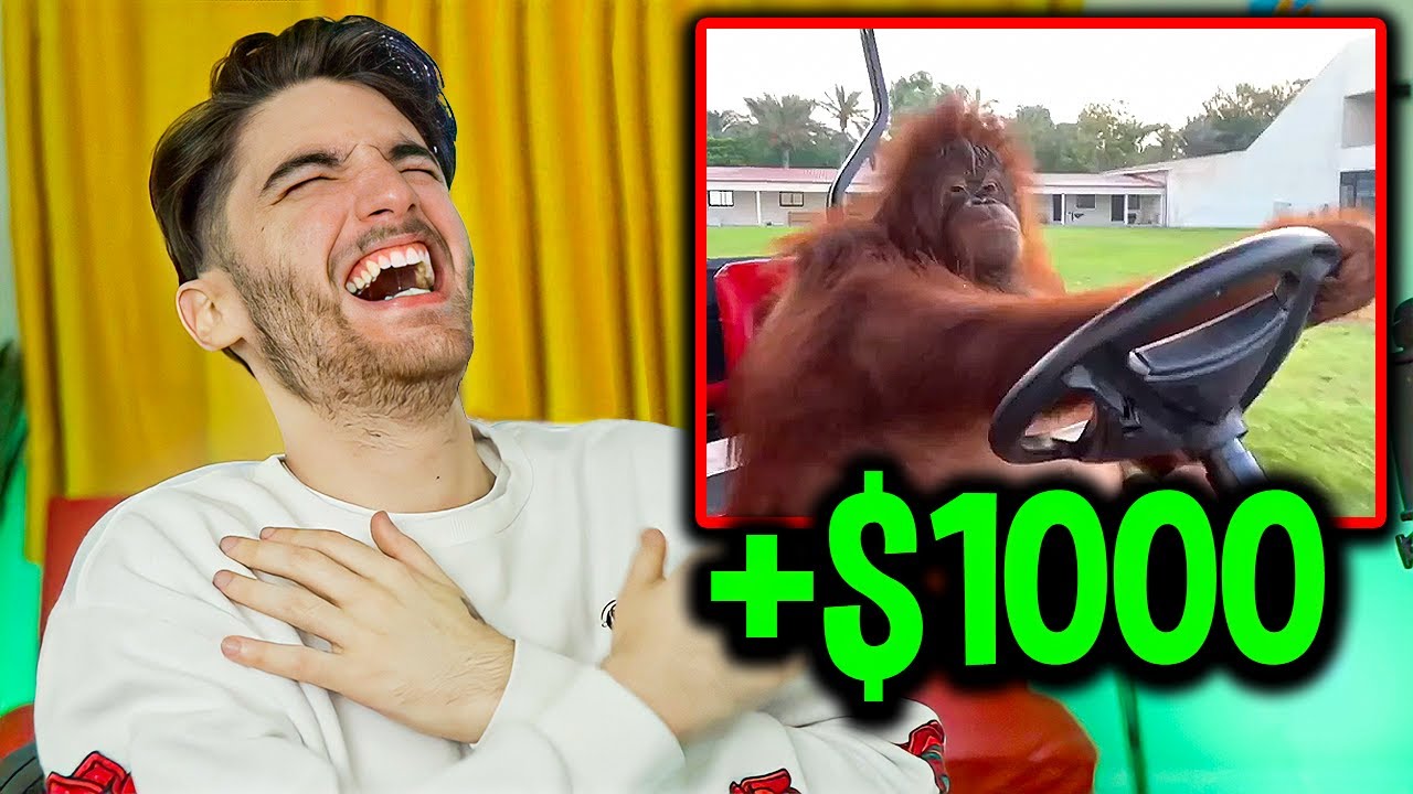 Best Meme Wins $1000
