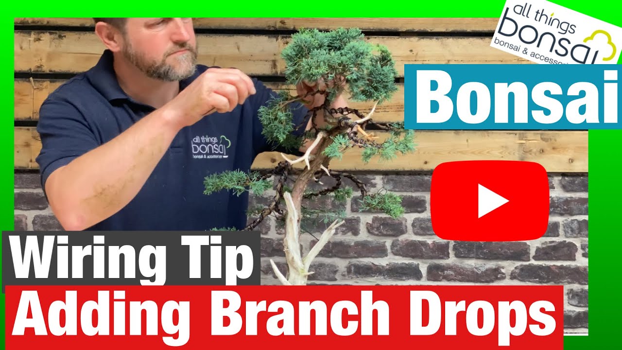 Wiring Tips: adding branch drops to increase number of branches on bonsai trees