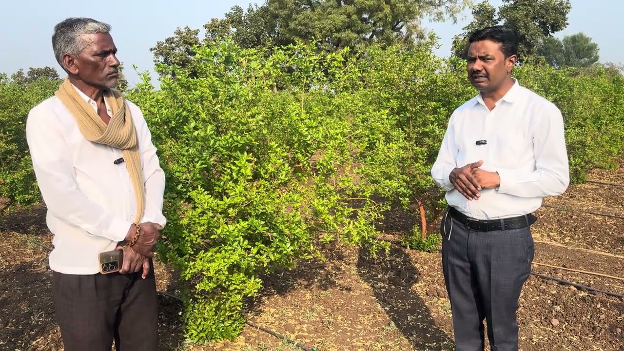 *डाळींब - चौकी स्टेज मधे गुंज निर्मिती मधे श्री बायो प्रभावी उत्पादनांचा आविष्कार!*