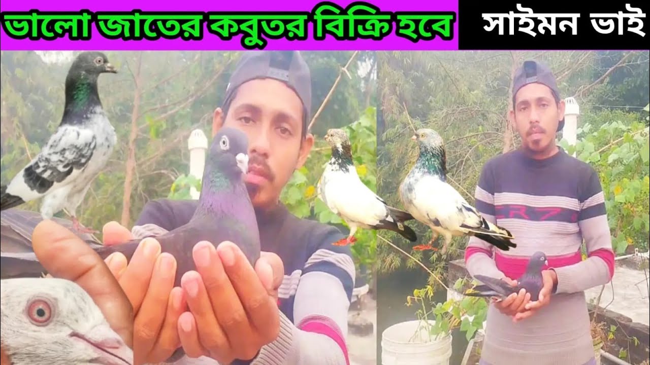দেশী হাইফ্লাইং কবুতর বনাম বিদেশি | কোনটা ভালো?