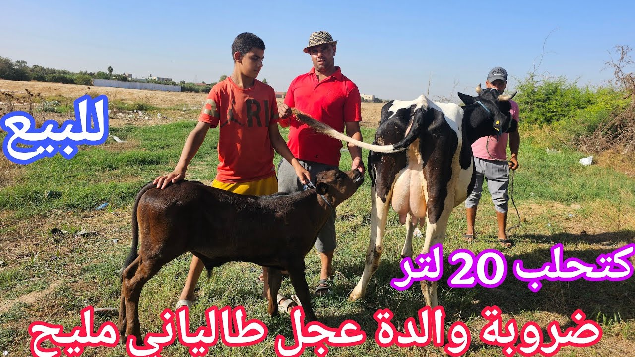 تباااارك الله 💫ضروبة والدة عجل طالياني🥇 نواحي الغرب🇲🇦 إتصل 06.78.74.81.50 📞ألو سي المعيزي 