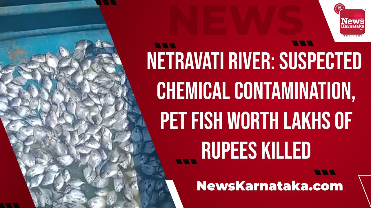 Netravati River: Suspected chemical contamination, pet fish worth lakhs of rupees killed