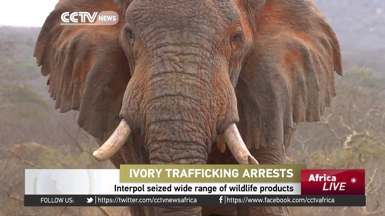 Ivory trafficking arrests, Interpol seize wide range of wildlife products