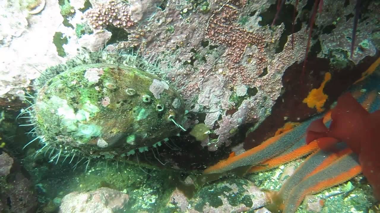 Abalone Flees Starfish