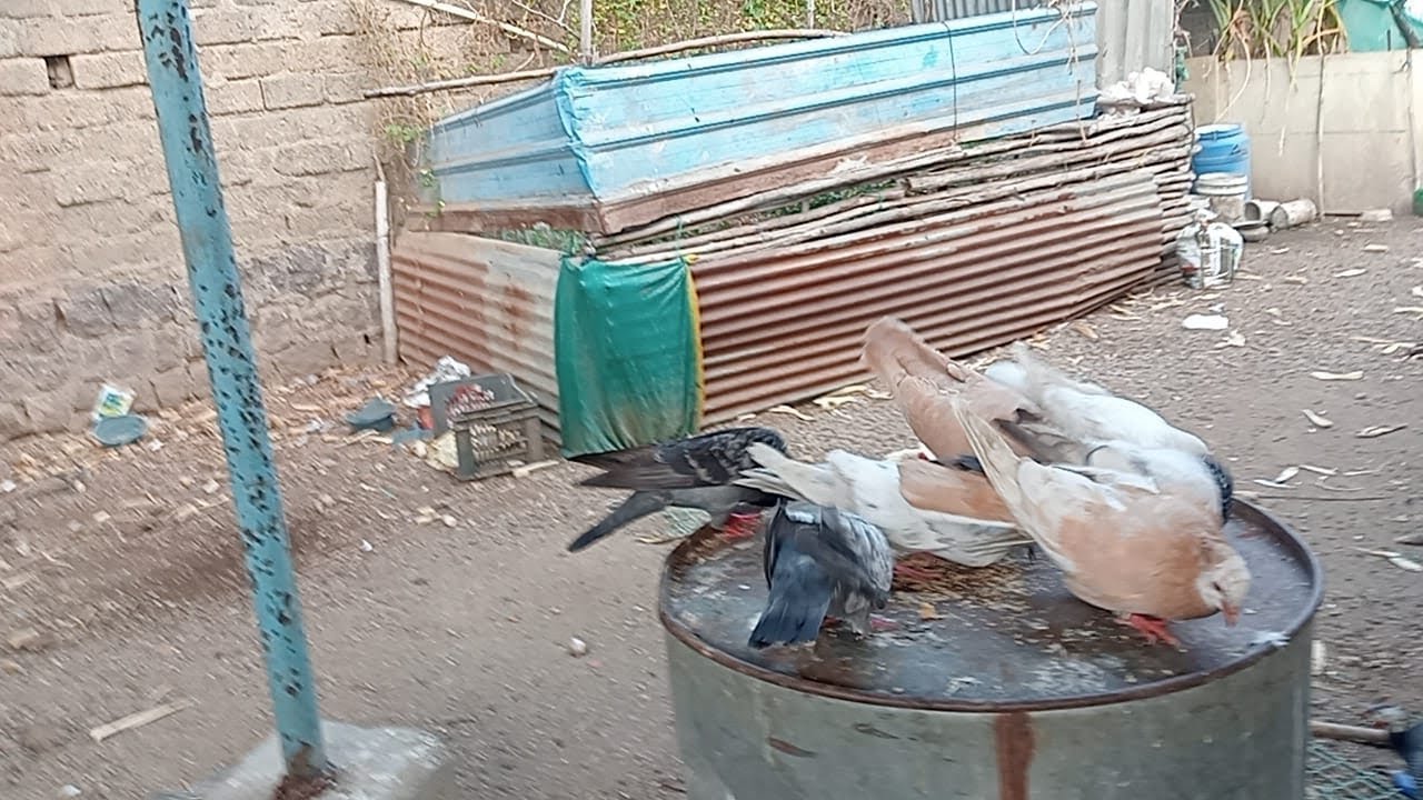 Farmhouse Ke Kabootar Aur Pets 😍
