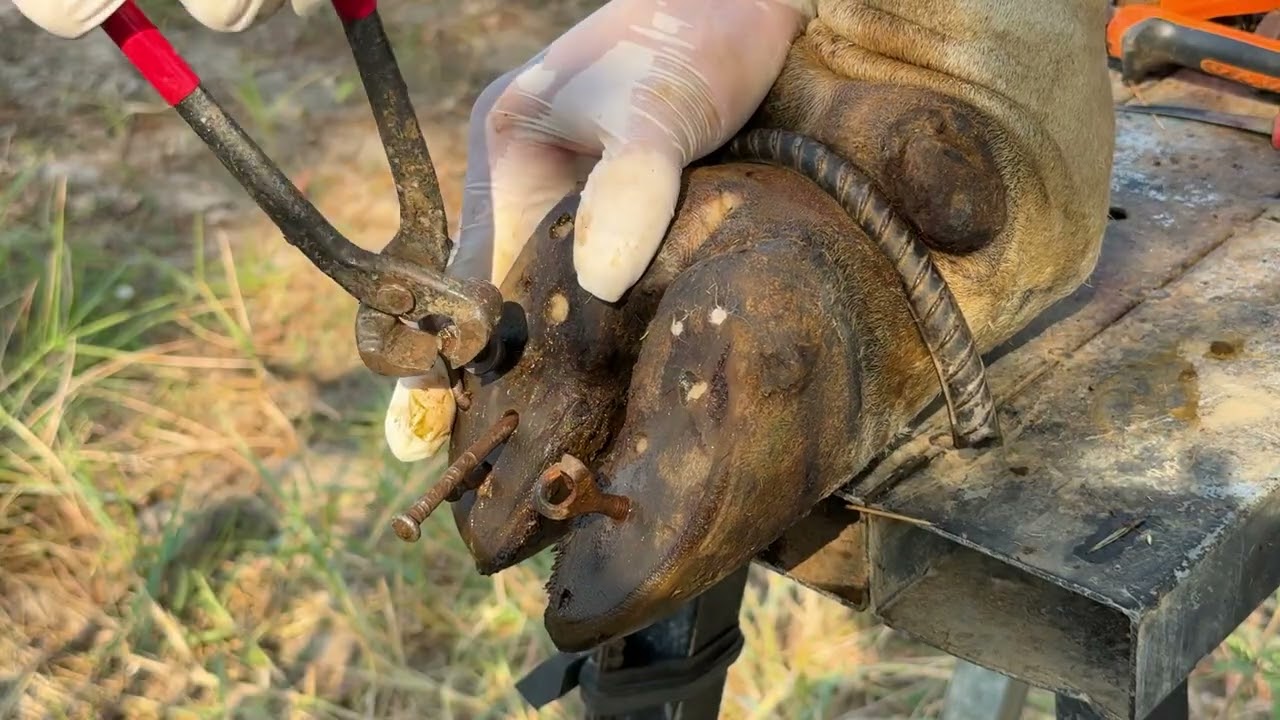 Ep434 Cleaning and treating cuts from cattle hoofs!!