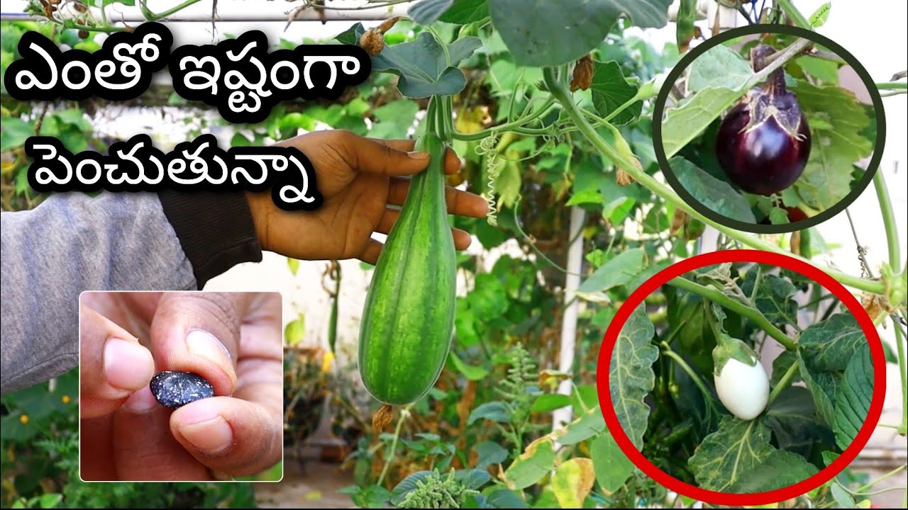 Garden Updates కొత్త రకం వంకాయలు, సొర, ఇంకా మీకు చూపించకుండా చేసిన పనులు
