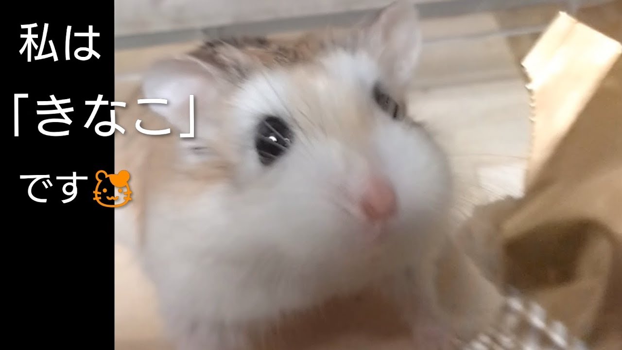 ロボロフスキーハムスターの「きなこ」を紹介します🐹♥
