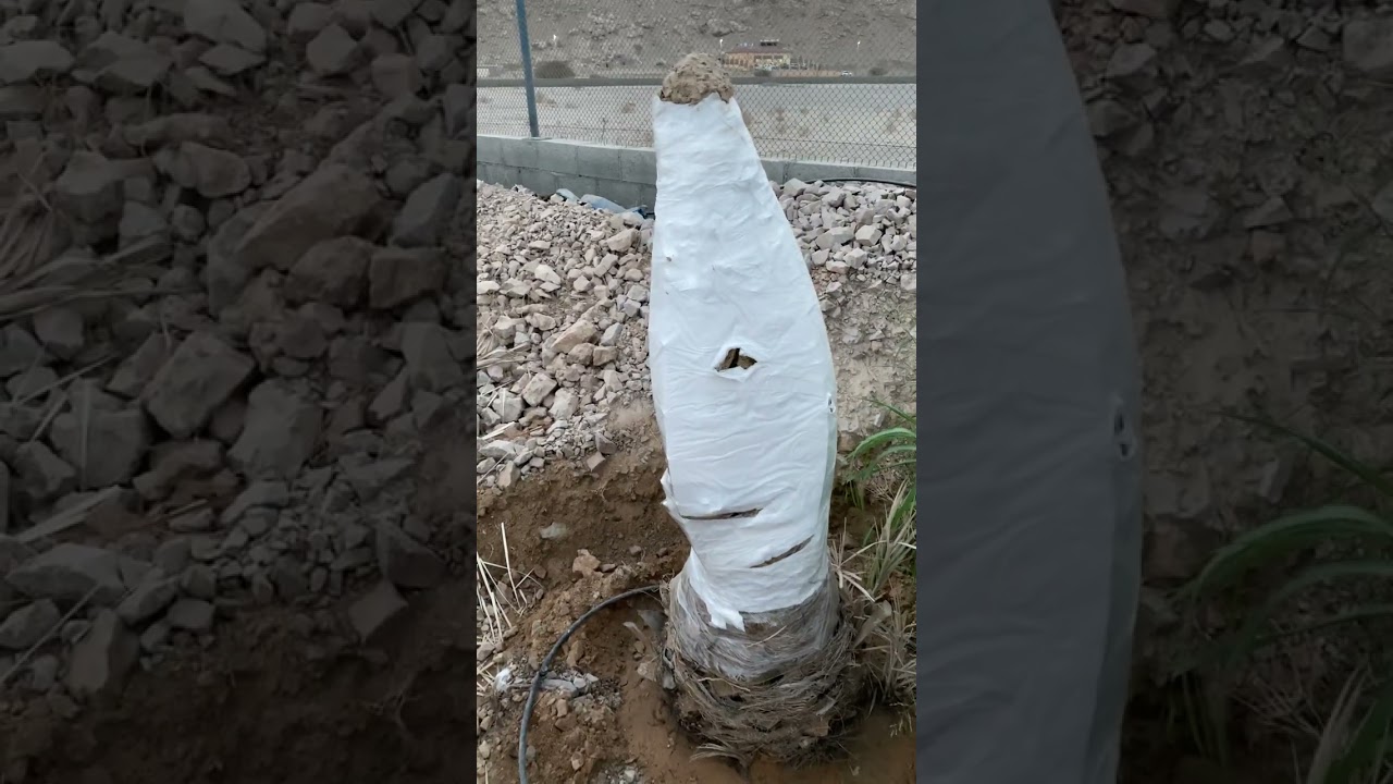 تجربتي للحفاظ على سلامة النخيل والفسائل عن طريق حجب الظروف الخارجيه