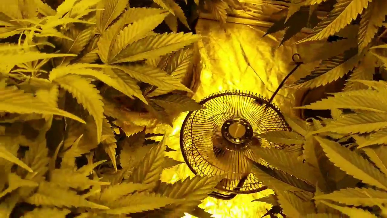 SUPERB: WEEK 5 VEG PANAMA RED 600 WATT INDOOR GROW ROOTS ORGANICS