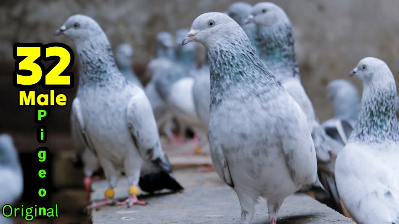 Kabootar 32 Male Pigeon | 32 नायाब कबूतर | Bajre Kabootar Of Ustad Kamran Tonk | Jaipur Tonk Pigeons
