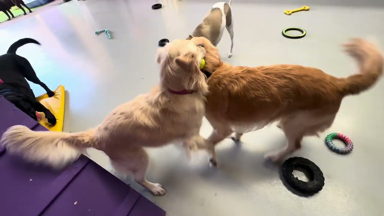 Daycare Done Right | Perth Dogs Get More Than Just Play