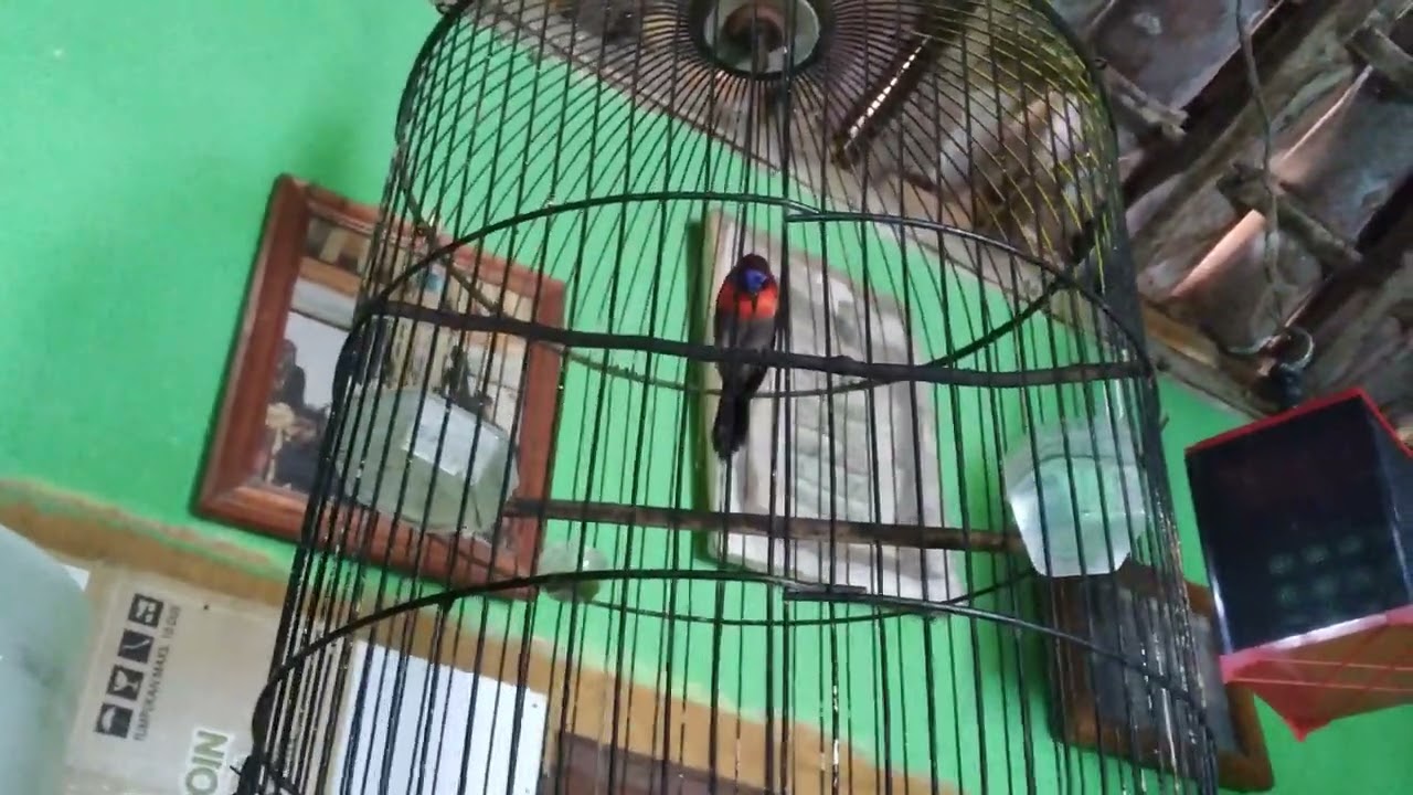 Burung kolibri SEPAH raja Sumatra ❗suara cuitan untuk pancingan KOLIBRI lainya agar langsung bunyi