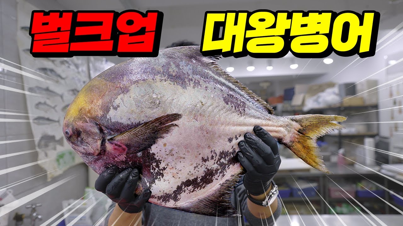 흡사 개복치? 일반 병어의 8배가 넘는 괴물 병어를 해체했습니다