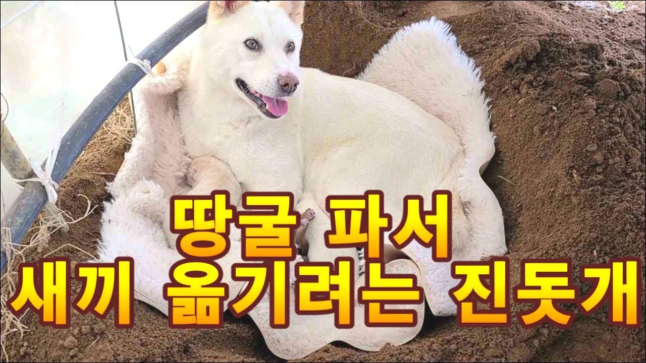 산에 땅굴파서 새끼 옮기려는 진돗개..왜 ,,,,,,!!![ 늑대들의 후손..??]