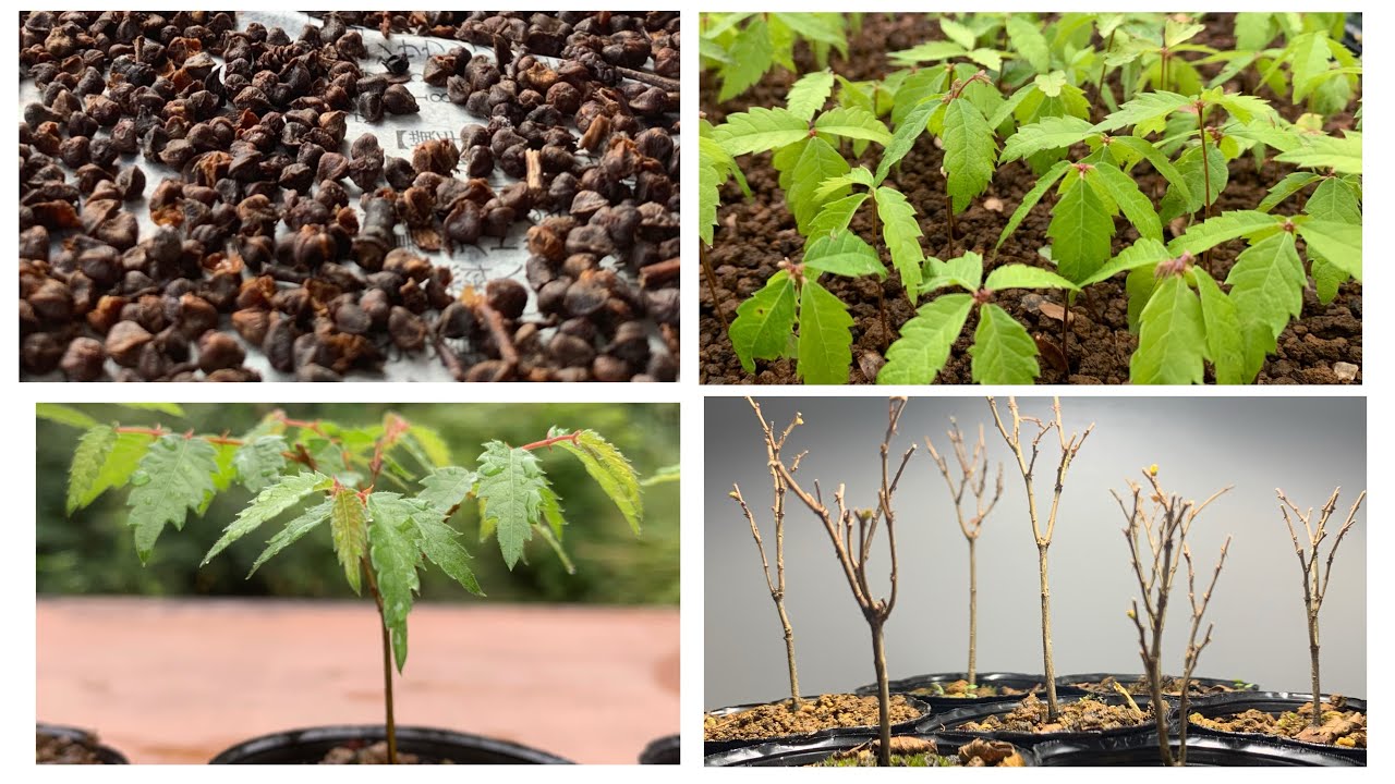 ケヤキ実生からの1年経過　欅盆栽