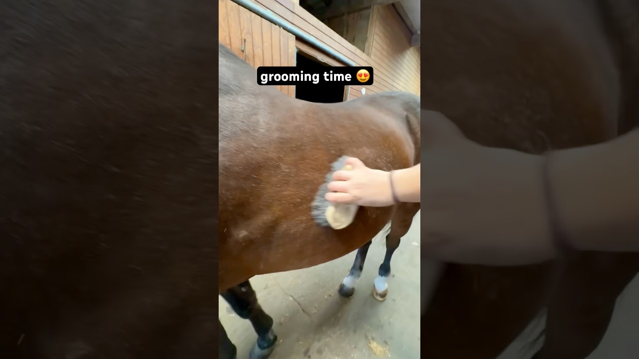 Grooming 30-Year-Old Morgan Horse Avery🐴 