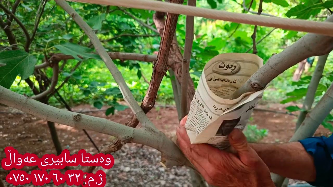 ئەم جوڵەجاڕە تایبەتە بە پەل ڕەگ کردنی هەنجیر