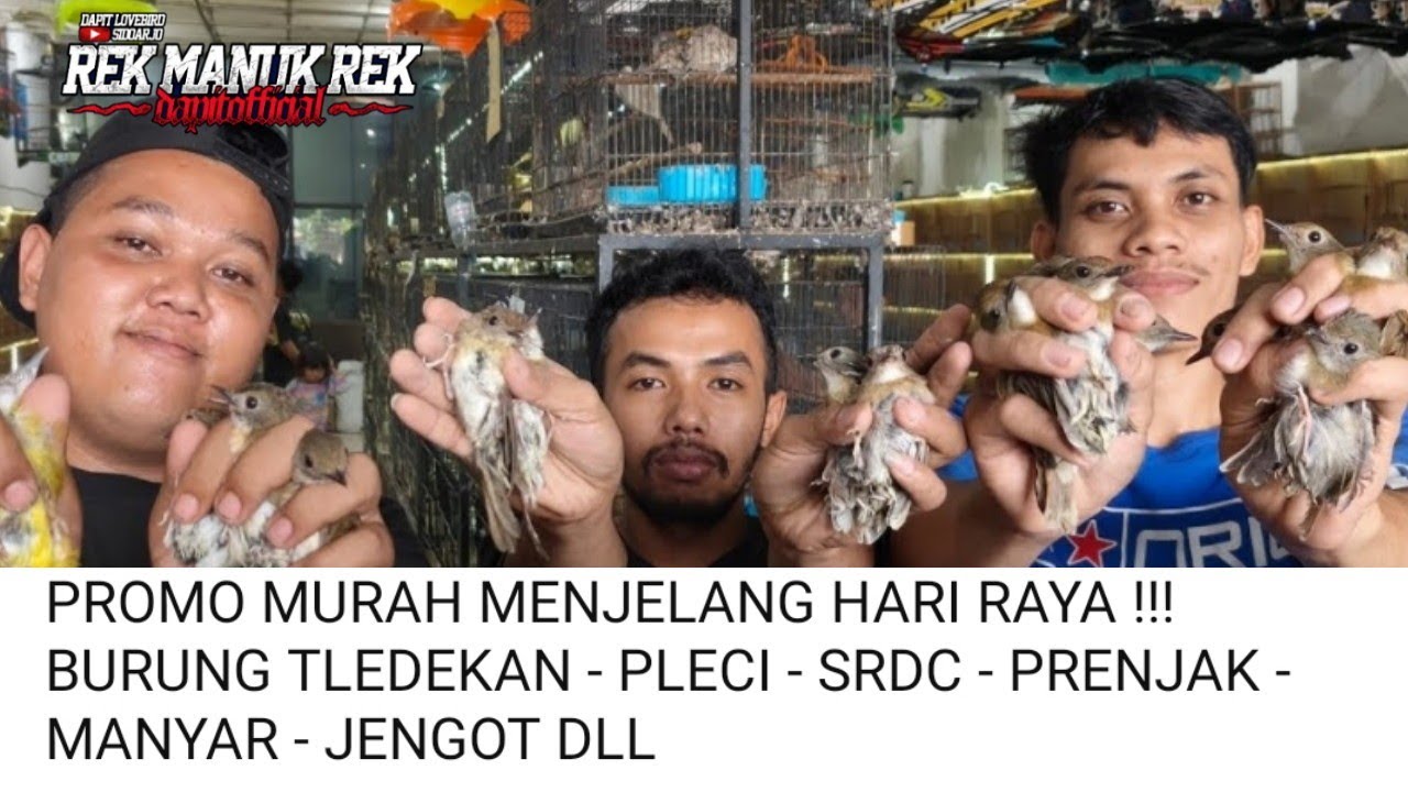 PROMO MURAH MENJELANG HARI RAYA !!! BURUNG TLEDEKAN - PLECI - SRDC - PRENJAK - MANYAR -
