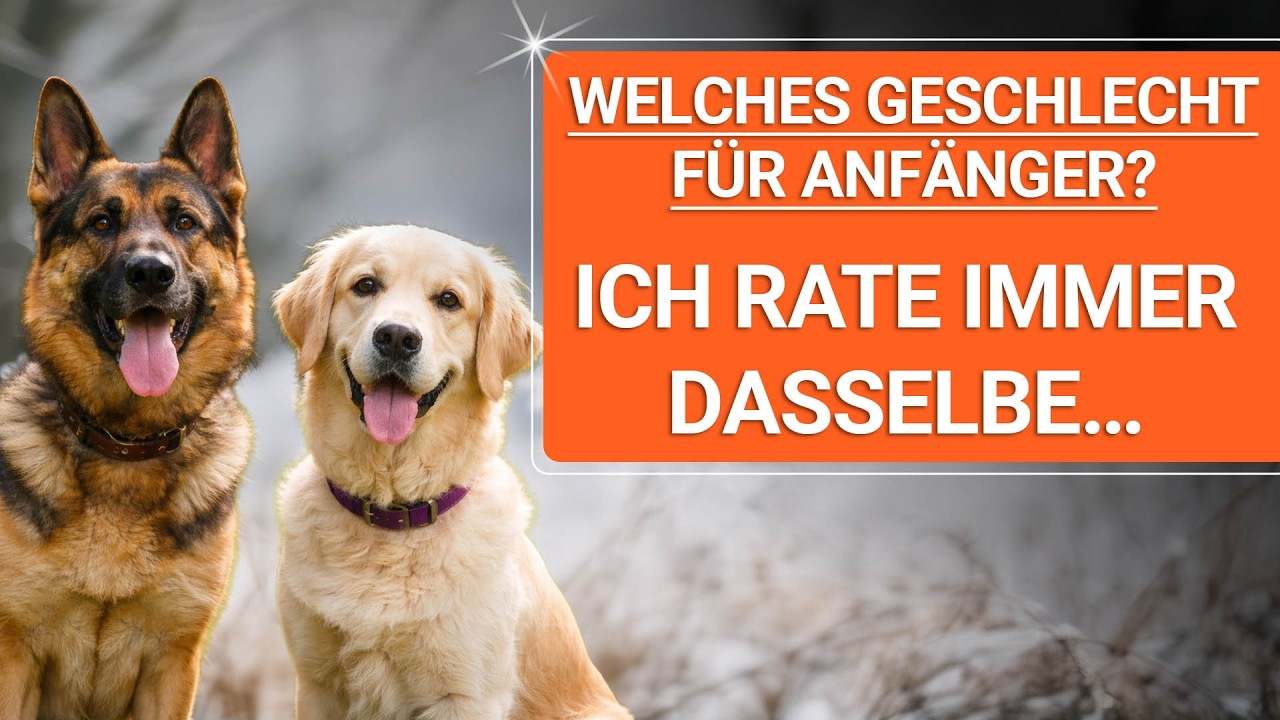 💥🐶 Welcher Hund passt zu mir 👉 Warum ich Ersthund-Besitzern IMMER dasselbe rate 🐶💥✔️