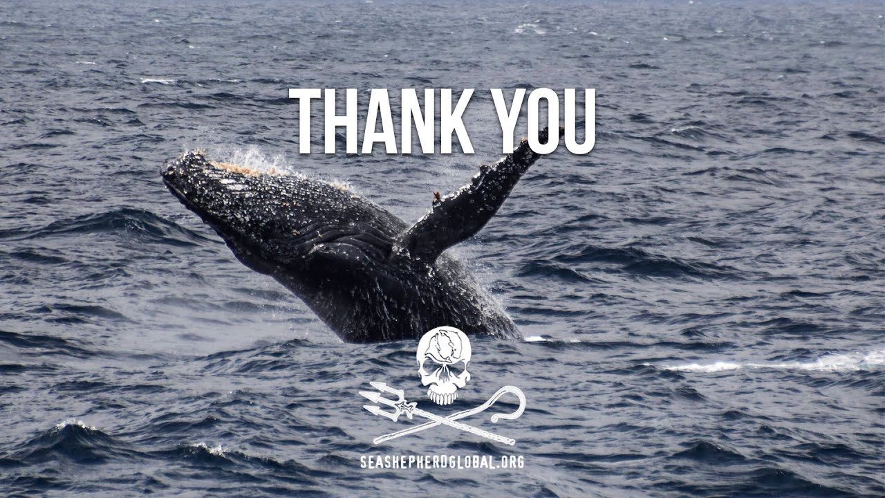 Thank You from Sea Shepherd Global