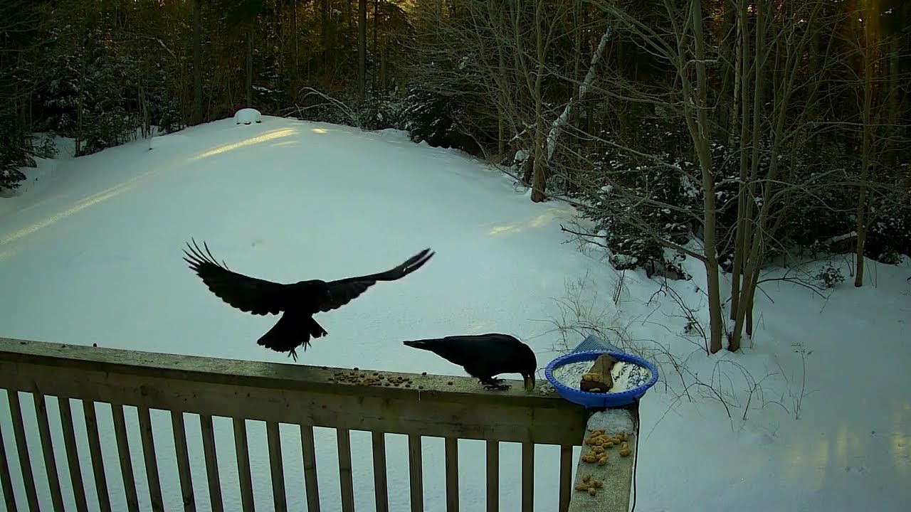 Hanging out with the crows