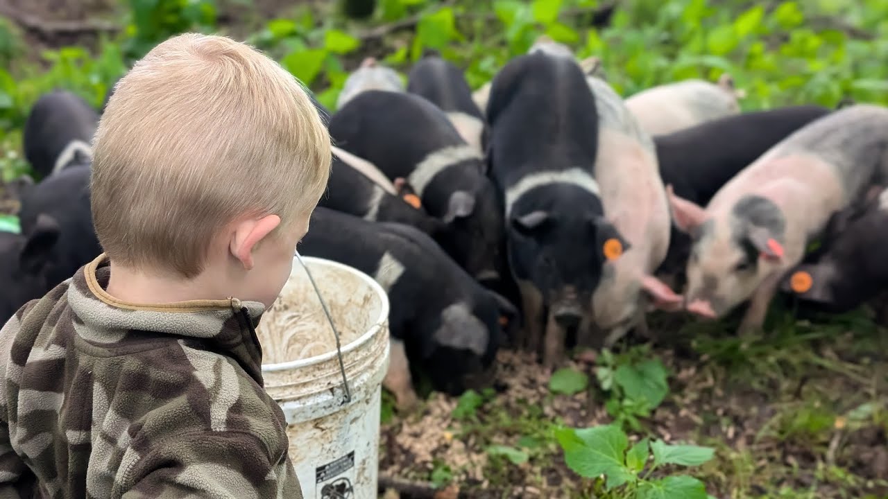 Easy moments with our pasture pigs