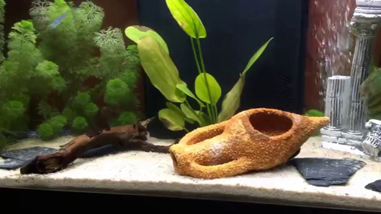 Como quitar algas del acuario |RÁPIDO Y SENCILLO|