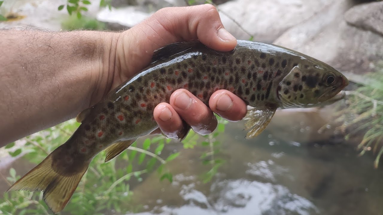 PESCA AS TRUTAS NO RIO OVIL (DIA MUITO BOM)!!!