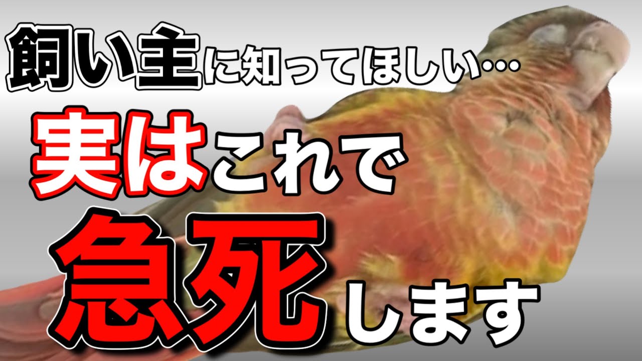 【インコの突然死】9つの原因知らないと確実に寿命縮めます