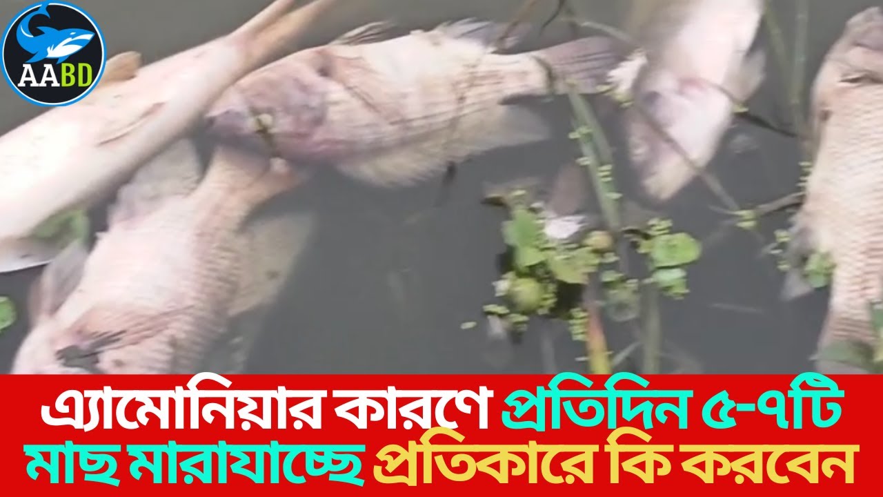 এ্যামোনিয়ার কারণে প্রতিদিন ৫-৭টা করে মাছমারা যাচ্ছে প্রতিকারে কি করবেন (For Control Fish Mortality)