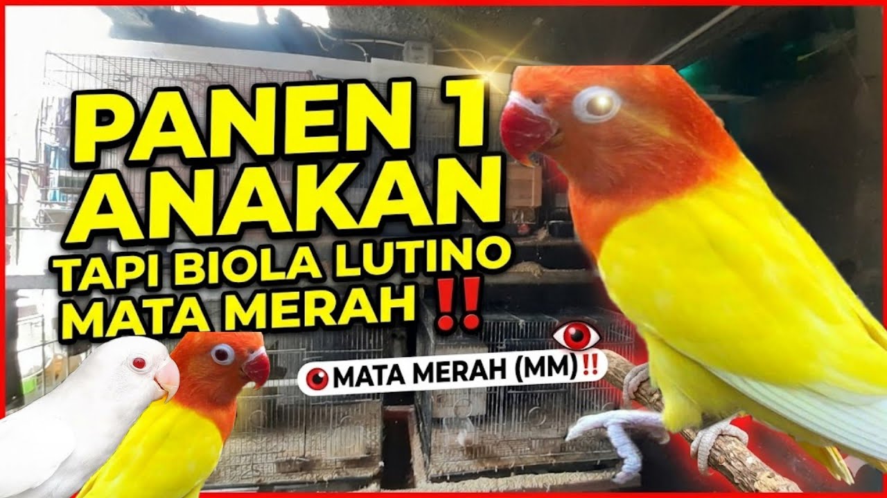 ANAK TUNGGAL TAPI PEDES || BIOLALUTINOMM 