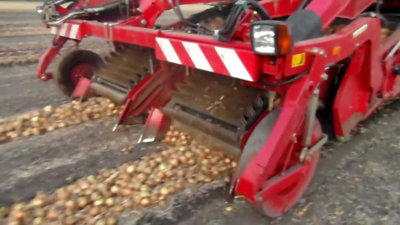 zbieranie cebuli kombajnem GRIMME TECTRON 415