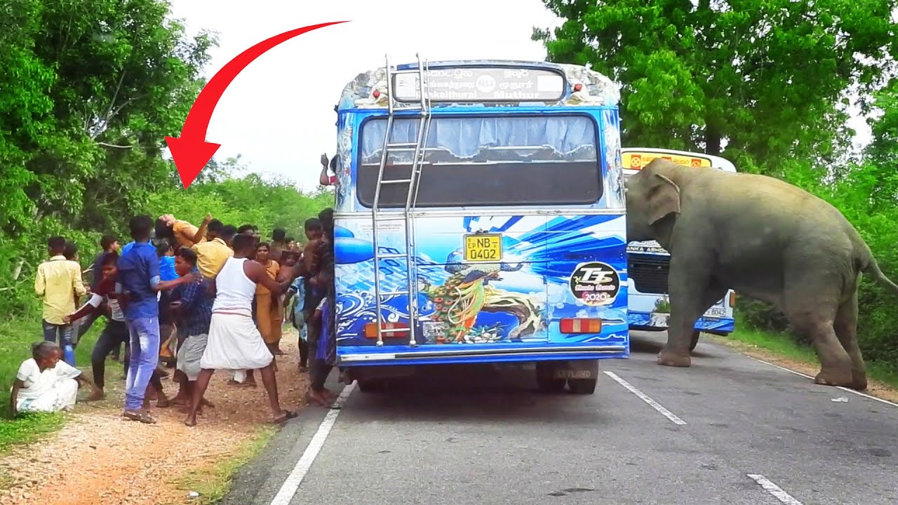 Bus passengers fall to the ground in a fierce wild elephant attack #elephantattack #elephant