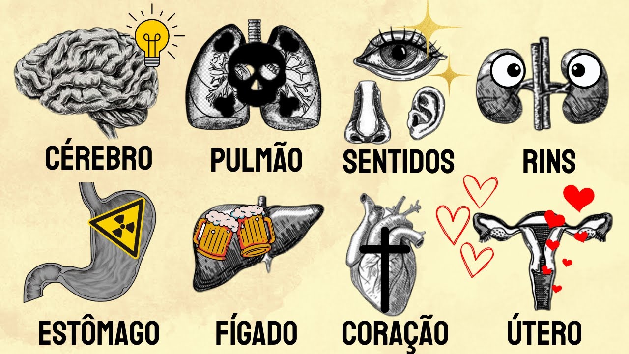 ÓRGÃOS HUMANOS EXPLICADOS EM 