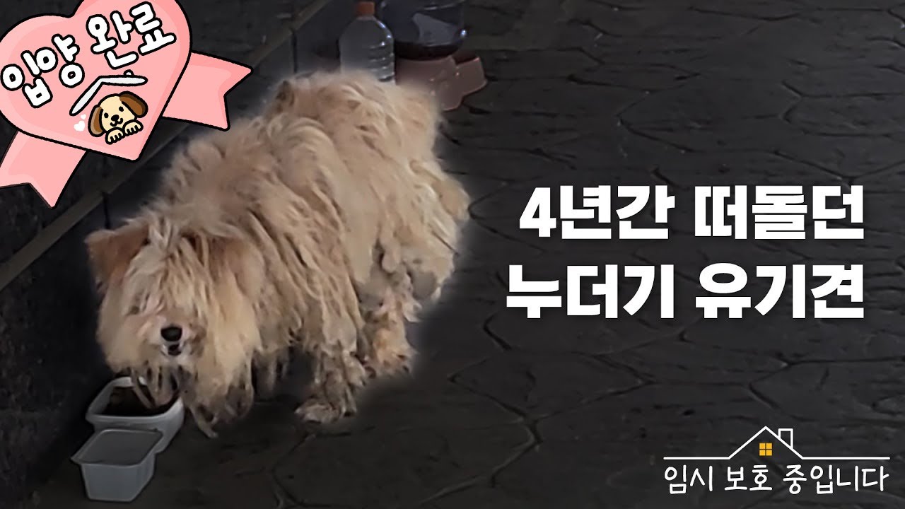 4년간 평택을 떠돌던 누더기 강아지 '다온이' 이야기ㅣ임시 보호 중입니다 Ep.5-1ㅣ#임시보호 #유기견입양