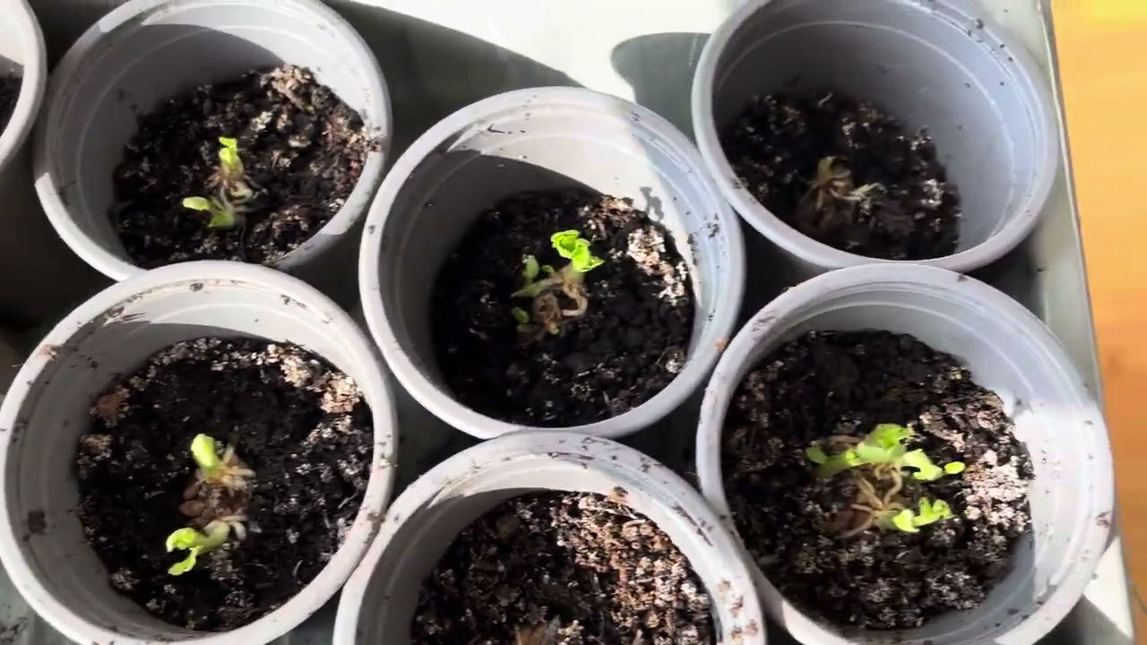 Jaskry / Ranunculus - co robię żeby mieć szybciej kwiaty 🌺