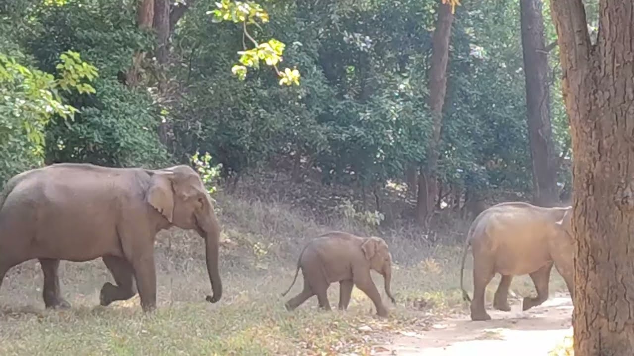 Elephants Family Jungle Safari | Rajaji National Park | All India Road Trip