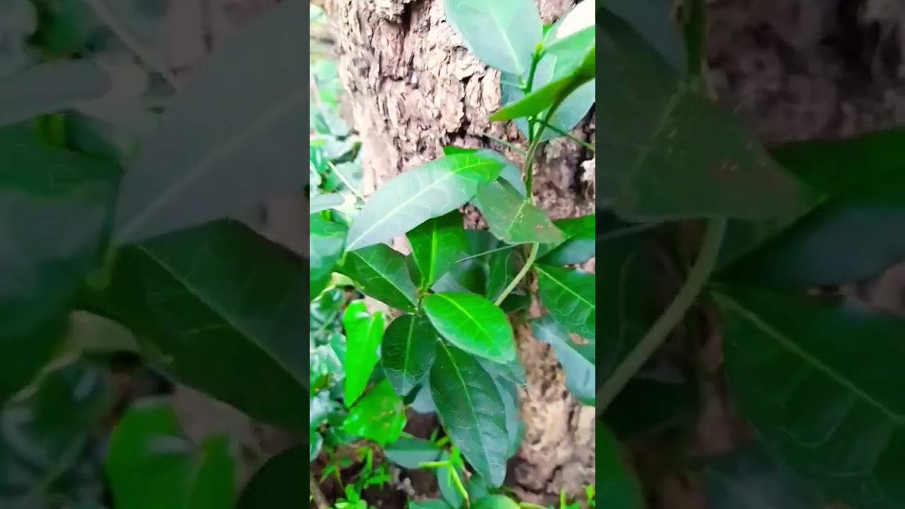 යකිනාරං,Yaki Naran (Atalantia Ceylanica) Medicinal Plants of Srilanka🌴☘️🌿 #trending# #shortvideo#