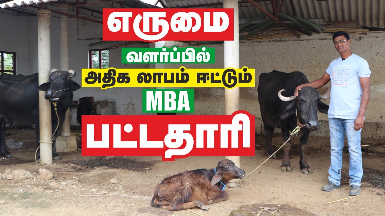 ERUMAI VALARPU TAMIL-PART1 | MURRAH BUFFALO FARM | அதிக லாபம் தரும் முரா எருமை வளர்ப்பு | முழு தகவல்