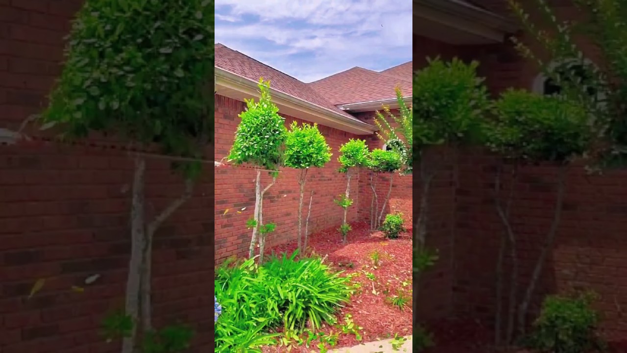 Easy hedge cleanup after trimming - hedge cutting process part 4