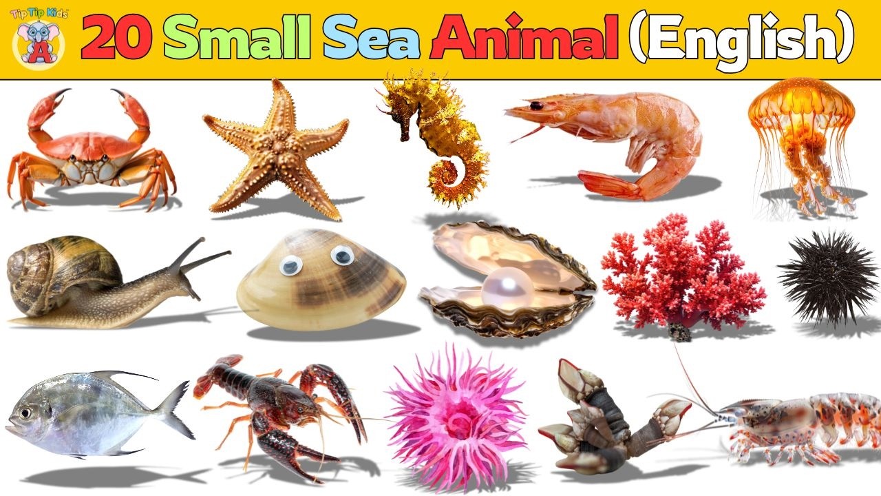 20 Small Sea Animals Name in English | Easy Learning for Kids #tiptipkids