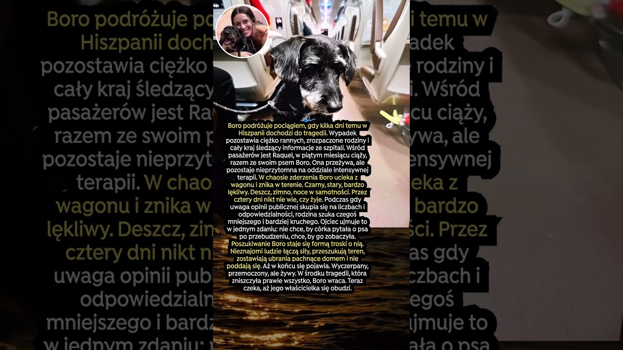 Boro przeżył wypadek i teraz czeka, aż jego właścicielka się obudzi