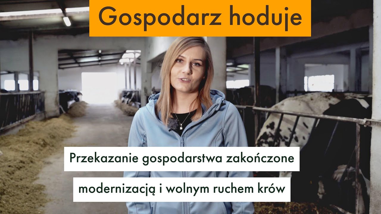 Bydło mleczne, wolny ruch krów - Gospodarz hoduje