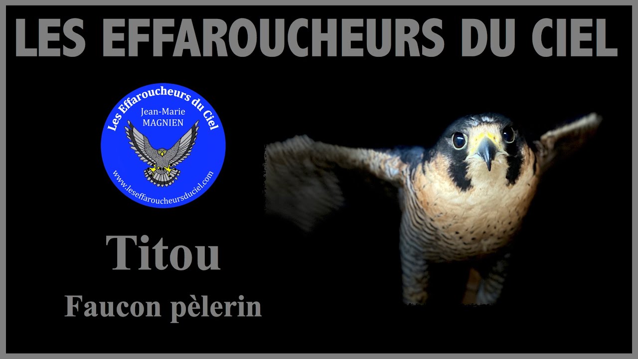 Affaitage d'un faucon p&egrave;lerin, Titou, pour des stages de fauconnerie.